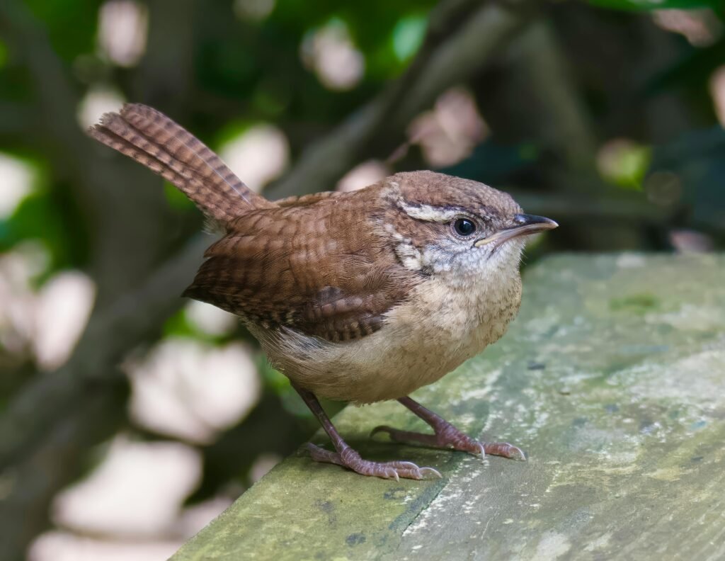 Detailed photograph of a Carolina Wren perched in a natural setting in Athens, Alabama.