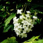 Vibrant oakleaf hydrangea flowers in summer garden, surrounded by lush green foliage.
