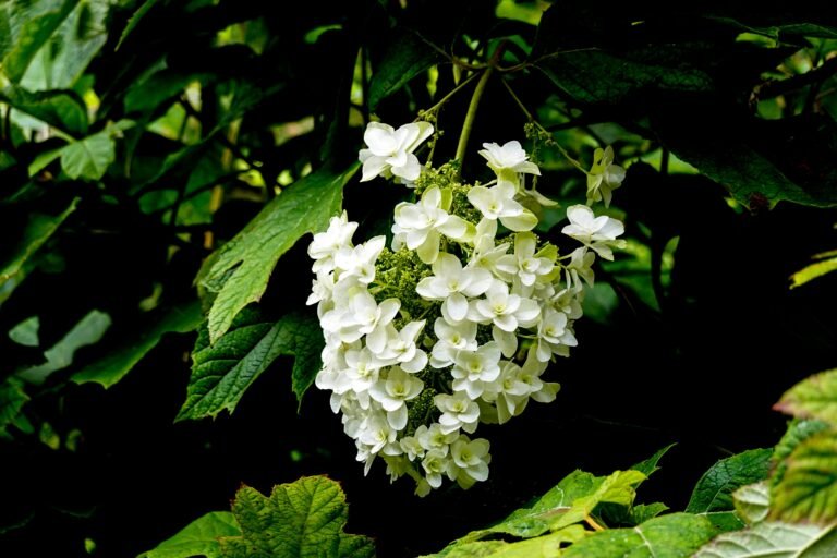 Vibrant oakleaf hydrangea flowers in summer garden, surrounded by lush green foliage.